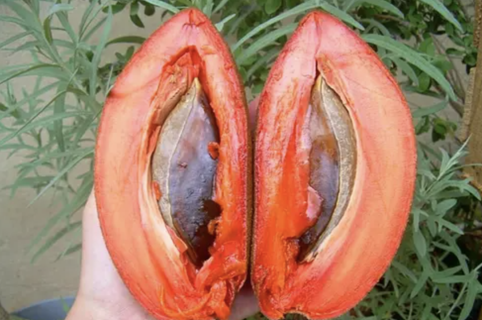 สารสกัดจากละมุด